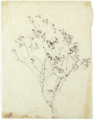Berger magnolia