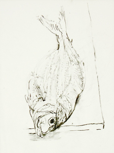 Berger dorade