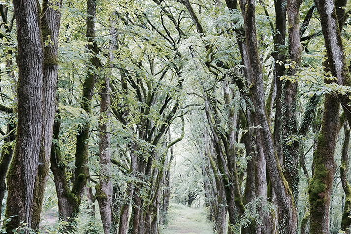 Holfelder: Mystere de la for�t 2