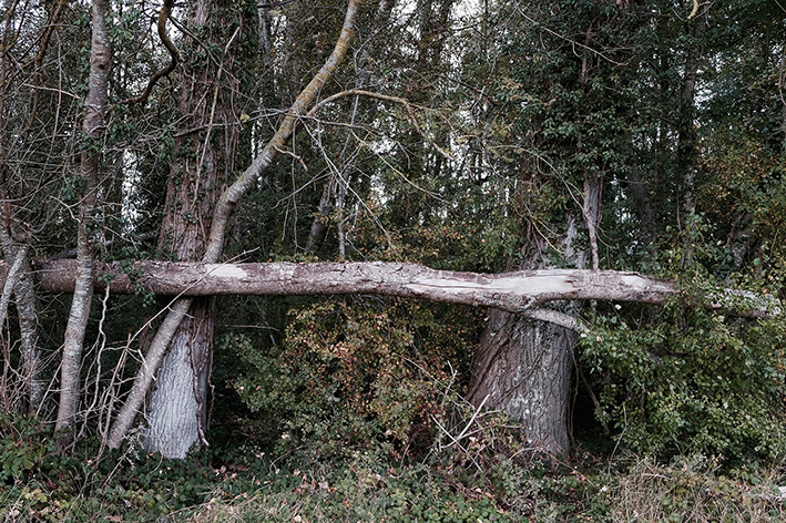 Holfelder: Mystere de la for�t 6