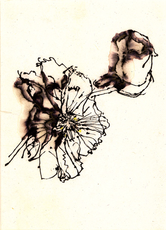 Berger small poppy 2